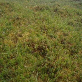 HE3A: Calluna vulgaris – Hylocomium splendens heath