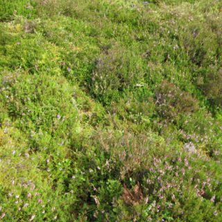 HE3A: Calluna vulgaris – Hylocomium splendens heath