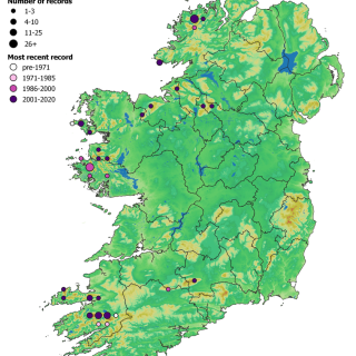 HE3B map: Calluna vulgaris – Scapania gracilis heath