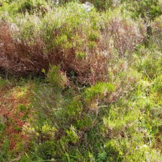 HE3B: Calluna vulgaris – Scapania gracilis heath