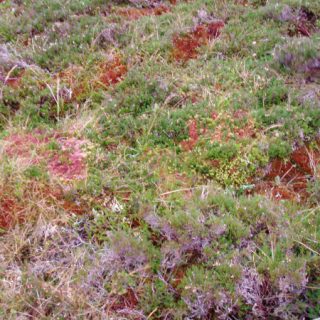HE3B: Calluna vulgaris – Scapania gracilis heath