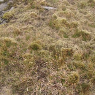 HE3C: Calluna vulgaris – Nardus stricta heath