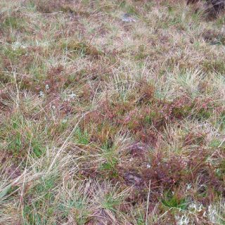 HE3C: Calluna vulgaris – Nardus stricta heath