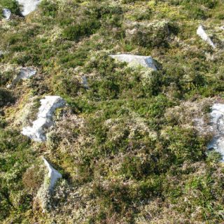 HE3D: Calluna vulgaris – Racomitrium lanuginosum heath