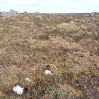 HE3D: Calluna vulgaris – Racomitrium lanuginosum heath