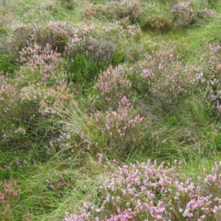 HE3F: Calluna vulgaris – Eriophorum vaginatum bog