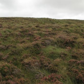 HE3F: Calluna vulgaris – Eriophorum vaginatum bog