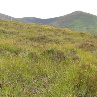 HE4A: Molinia caerulea – Trichophorum cespitosum/germanicum peatland