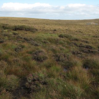 HE4A: Molinia caerulea – Trichophorum cespitosum/germanicum peatland