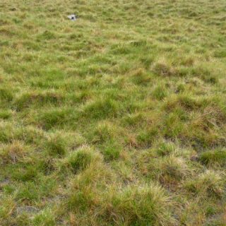 HE4B: Molinia caerulea – Nardus stricta heath