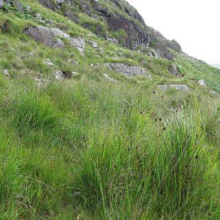 HE4C: Molinia caerulea – Schoenus nigricans – Calluna vulgaris peatland