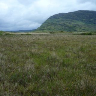 HE4C: Molinia caerulea – Schoenus nigricans – Calluna vulgaris peatland