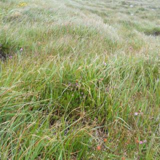 HE4E: Molinia caerulea – Calluna vulgaris – Erica tetralix heath
