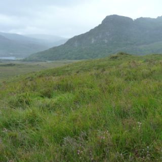 HE4E: Molinia caerulea – Calluna vulgaris – Erica tetralix heath