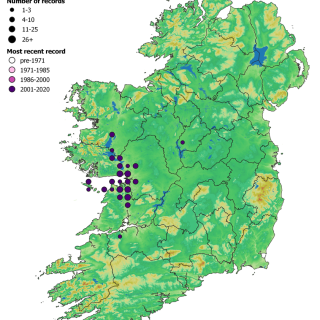 RH1B map: Teucrium scorodonia – Mycelis muralis pavement community