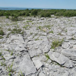 RH1B: Teucrium scorodonia – Mycelis muralis pavement community