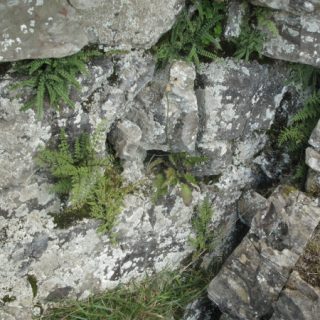 RH1A: Asplenium trichomanes – Ctenidium molluscum crevice community