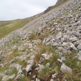 Asplenium trichomanes – Ctenidium molluscum crevice community