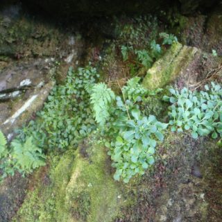 RH2A: Hymenophyllum wilsonii – Isothecium myosuroides crevice community