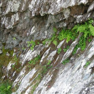 RH2A: Hymenophyllum wilsonii – Isothecium myosuroides crevice community