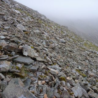 RH2B: Racomitrium fasciculare – Festuca vivipara scree community
