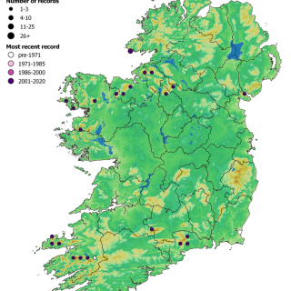 RH2C map: Racomitrium lanuginosum – Hypnum jutlandicum scree community