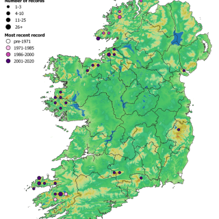 RH2D map: Angelica sylvestris – Breutelia chrysocoma ledge community