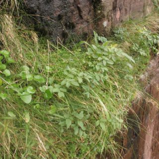 RH2D: Angelica sylvestris – Breutelia chrysocoma ledge community
