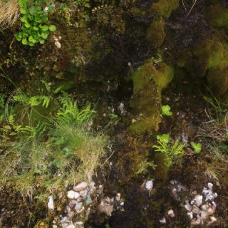 RH2D: Angelica sylvestris – Breutelia chrysocoma ledge community