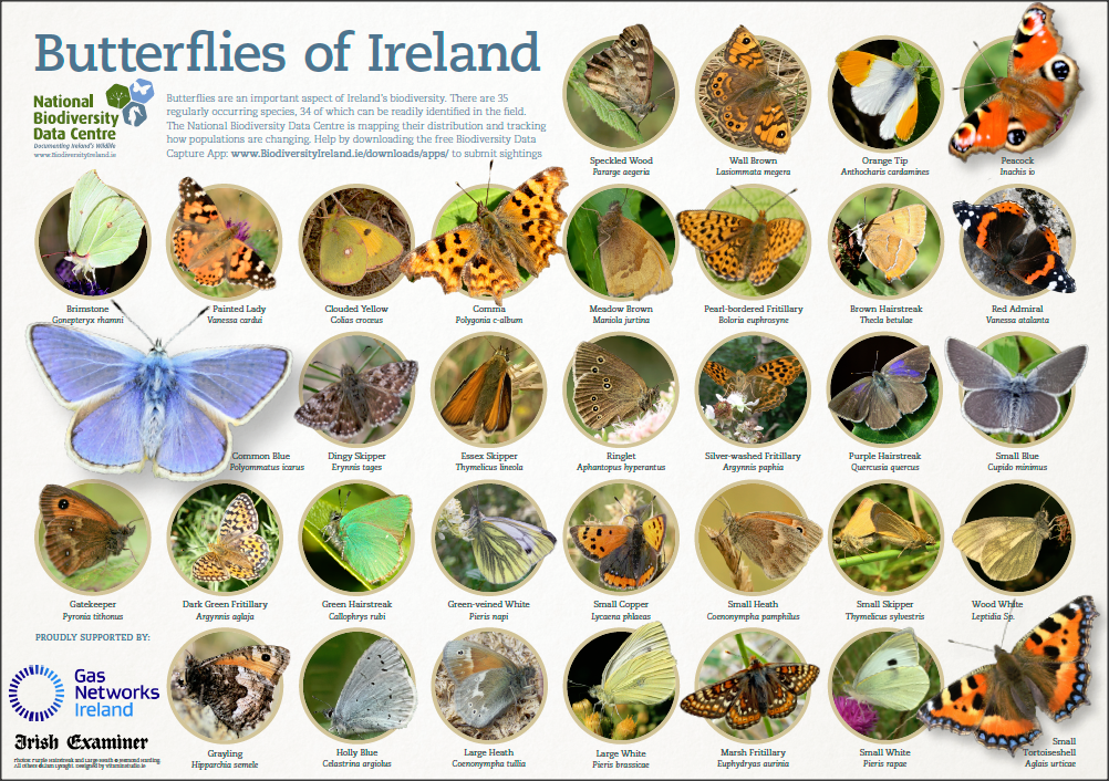 Download your poster of the butterflies of Ireland! - National Biodiversity  Data Centre