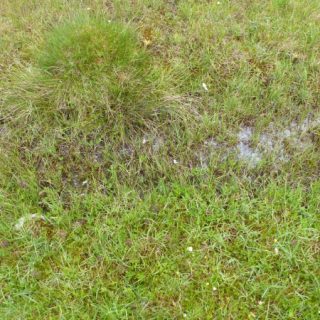 FE1A: Schoenus nigricans – Campylium stellatum fen