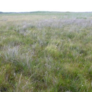 FE1A: Schoenus nigricans – Campylium stellatum fen