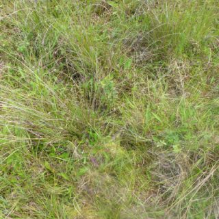 FE1B: Schoenus nigricans – Succisa pratensis fen