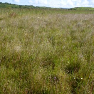 FE1B: Schoenus nigricans – Succisa pratensis fen.....