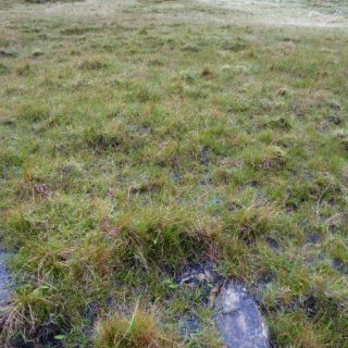 FE1C: Carex panicea – Carex viridula fen