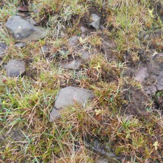 FE1C: Carex panicea – Carex viridula fen