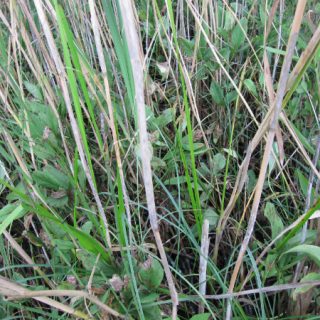 FE2A: Equisetum fluviatile – Menyanthes trifoliata mire