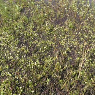 FE2B: Carex limosa – Menyanthes trifoliata mire