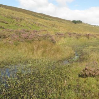 FE2B: Carex limosa – Menyanthes trifoliata mire