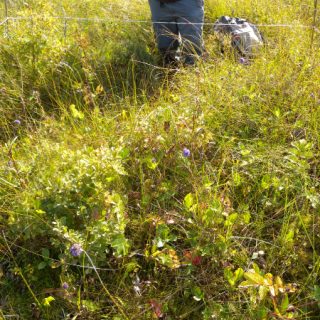 FE2C: Carex lasiocarpa – Menyanthes trifoliata mire