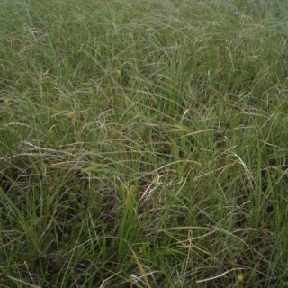 FE2D: Carex rostrata – Menyanthes trifoliata mire