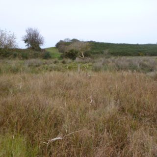 FE2D: Carex rostrata – Menyanthes trifoliata mire