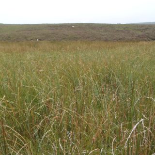 FE2E: Menyanthes trifoliata – Sphagnum recurvum agg. mire