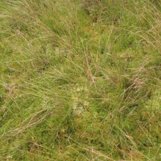 FE2E: Menyanthes trifoliata – Sphagnum recurvum agg. mire