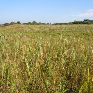 FE2F: Menyanthes trifoliata – Calliergonella cuspidata mire