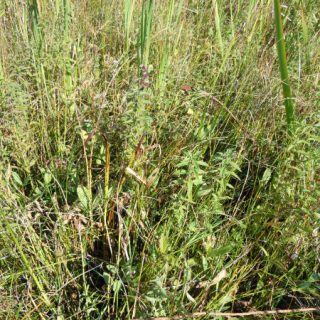 FE2F: Menyanthes trifoliata – Calliergonella cuspidata mire