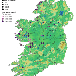 FE3A map: Carex nigra – Ranunculus flammula fen