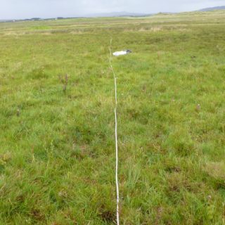 FE3A: Carex nigra – Ranunculus flammula fen