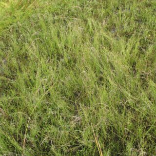 FE3A: Carex nigra – Ranunculus flammula fen