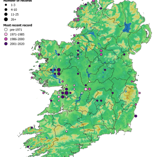 FE3B map: Carex nigra – Potentilla anserina fen